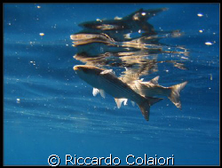 On the surface
Canon Digital Ixus 700 + Canon Housing WP... by Riccardo Colaiori 